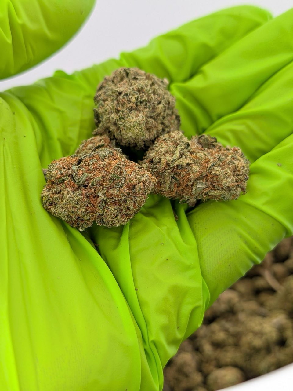 Sour Grapes strain